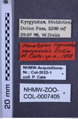 Etiketten zu Hypnoidus narynensis (NHMW-ZOO-COL-0007405)